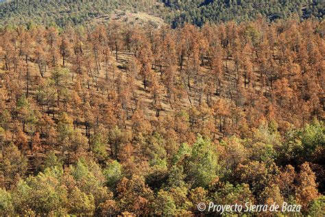 Medio Ambiente Inicia Una Segunda Fase Para Combatir El Decaimiento