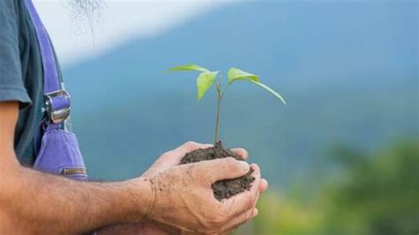 Manfaat Hutan Mangrove Bagi Lingkungan Sekitar