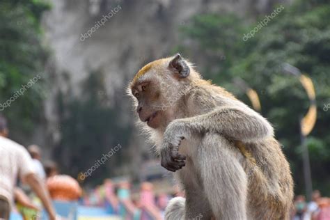 Macaco come cangrejos Macaca fascicularis también conocido como el