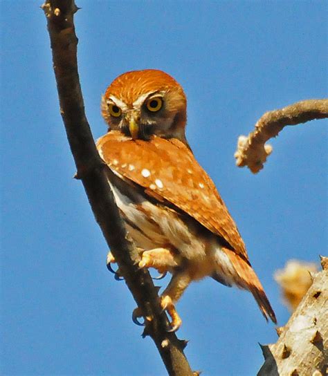 Tecolote Bajeño Aves De La Costa De Jalisco · Naturalista