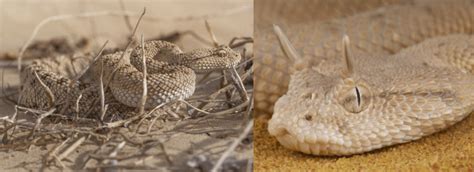 25 COMMON Types Of Snakes Found In The Middle East 2023 Bird