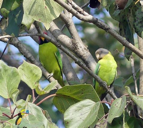 plum headed parakeet perruche à tête prune Wild side of Nepal Flickr