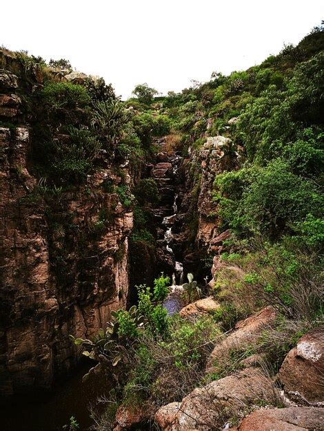 Rvores Na Paisagem Contra O C U Foto Premium