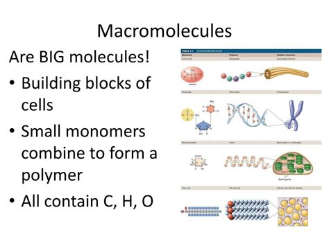 Ppt Macromolecules Powerpoint Presentation Free Download Id1597421