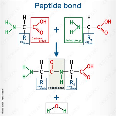 Peptide bond. Formation of amide bonds from two amino acids as a result ...