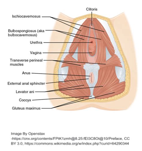 Tight Pelvic Floor Muscles Telegraph