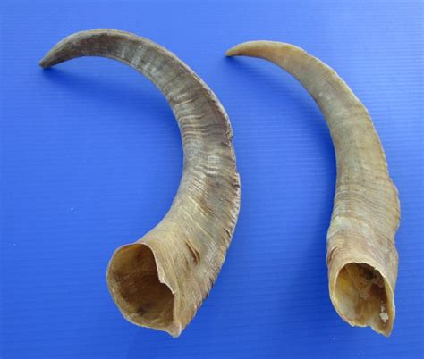 2 Jumbo African Goat Horns18 14 And 21 12 Inches