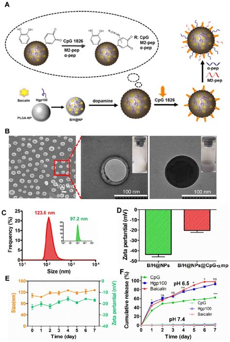 Preparation And Characterization Of The PLGA Nano Complexes A