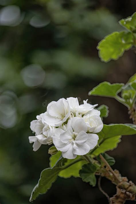 Close Up Of A White Common Geranium Pelargonium Zonale Stock Image