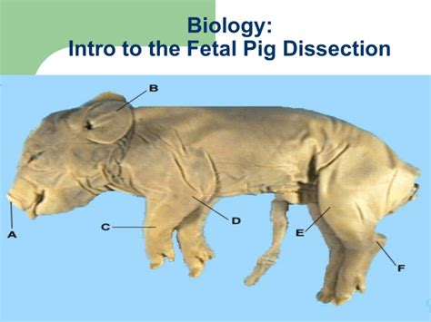 Fetal Pig Dissection Guide