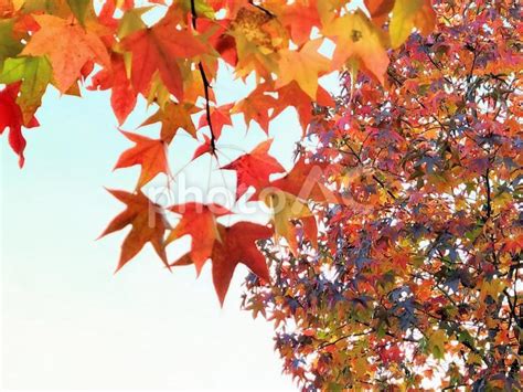 紅葉したモミジバフウの葉 No 25235437｜写真素材なら「写真ac」無料（フリー）ダウンロードok