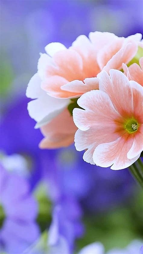 flowers wallpapers wallpaperscom