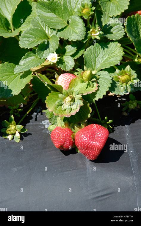 Strawberries Fresh Vegetable Produce And Fruit Truck Farming In Ruskin