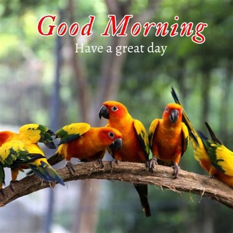 Beautiful Good Morning Parrot Pic Good Morning Pictures