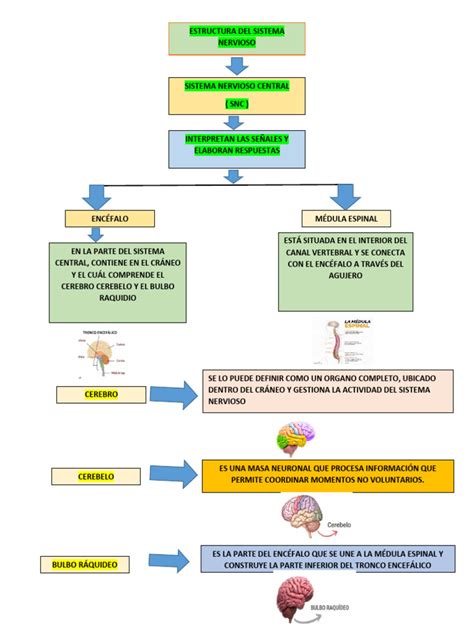 Cuadro Sinoptico De El Cerebro Pdf