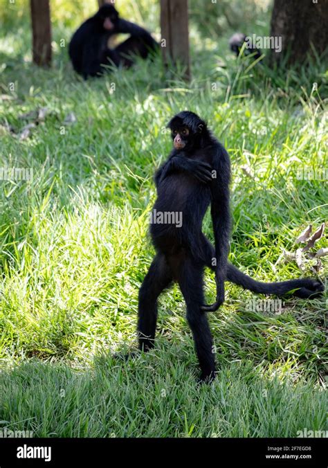 Black-faced Black Spider Monkey of the species Ateles chamek Stock Photo - Alamy