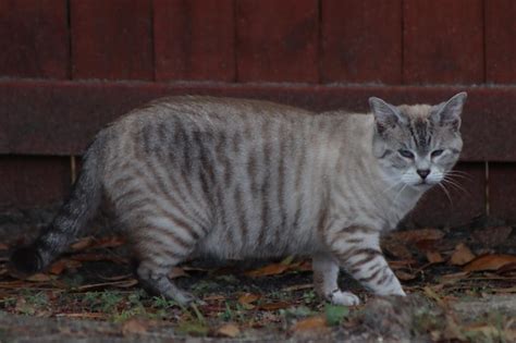 Premium Photo | Lynx point siamese exploring the day on grass by red fence