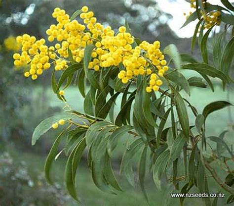 Acacia pycnantha seed - International seed shop – NZSEEDS