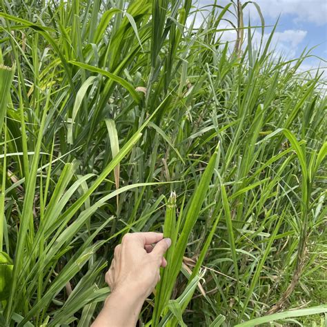 Sven The Reader On Twitter RT Pak Gregg Touching Big Ass Grass Today