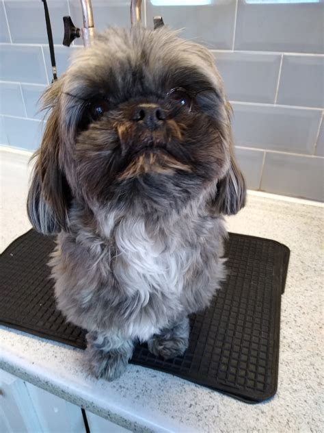 Miss Diane Dog Grooming | Worksop