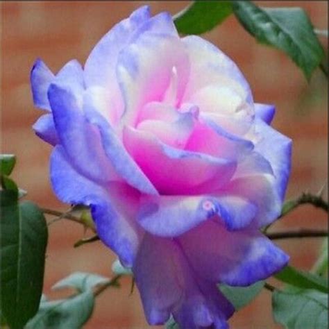 Seeds Blue Stifling Remorse Flower Rose Seeds Authentic Etsy