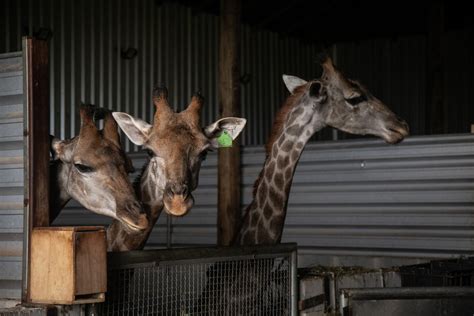 PF indicia quatro pessoas na investigação das mortes de girafas