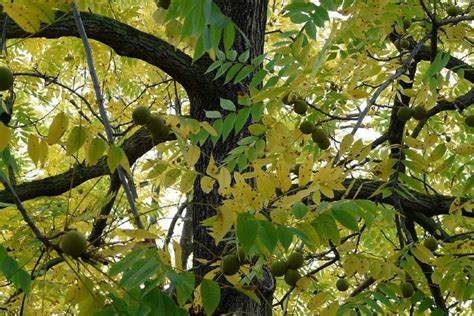 Information About Walnut Tree & Their Identification, Types, and Benefits