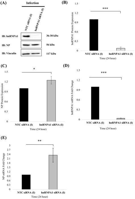 SiRNA Mediated Knockdown Of HnRNPA1 Enhances NP Gene Expression And