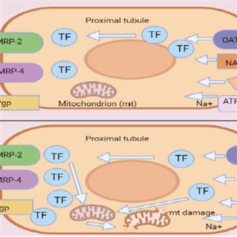 Tenofovir Transport Pathway In Proximal Tubular Cells A Organic Anion