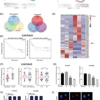 Identification Of Long Noncoding Rna Lncrna Slc A As In