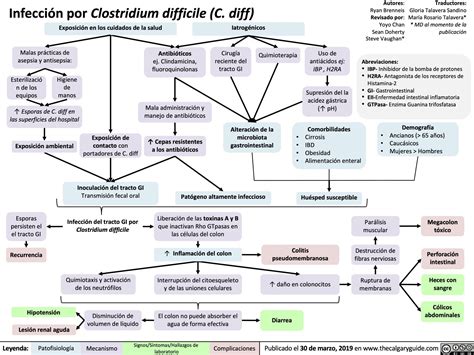 Infeccion Por Clostridium Difficile C Diff Calgary Guide