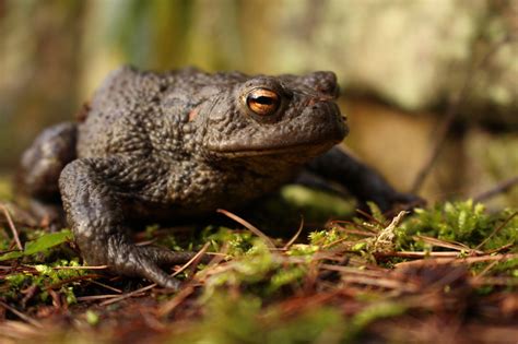 Le Crapaud Commun Jardiner Autrement