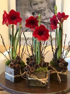 83 Amaryllis Ideen Deko Weihnachten Weihnachtsdekoration