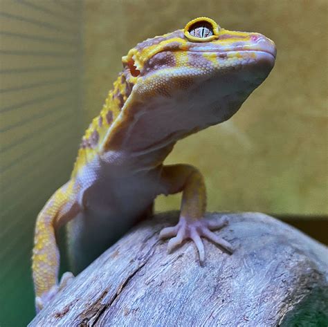 Treating Bacterial Conjunctivitis Leopard Gecko Eye Infection