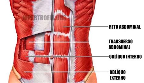 Treino Completo De Abdominal Para Hipertrofia R Pida