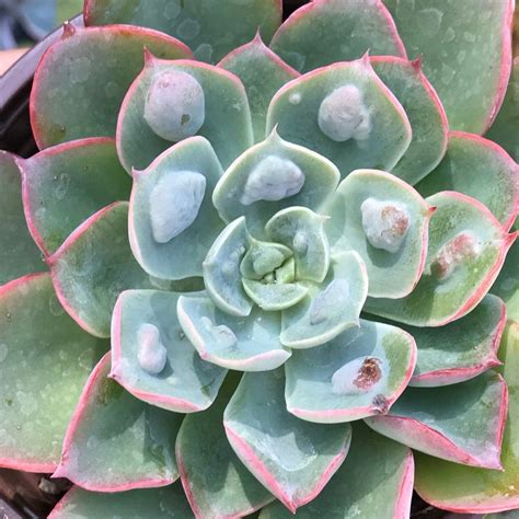 Look At This Hard To Find Echeveria Raindrops Bumps On The Leaves Look Iike Water Drops