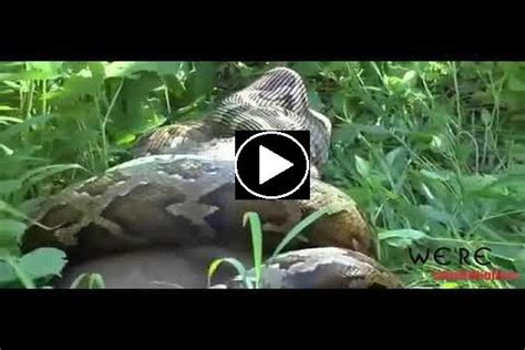 Giant Anaconda Attacks Giant Anaconda Attacks Caught on Camera BIGGEST ...