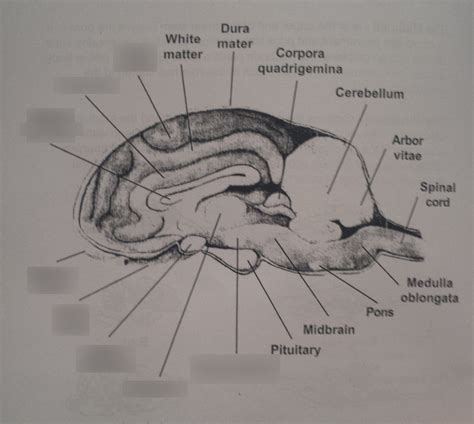 Sheep Brain Sagittal View