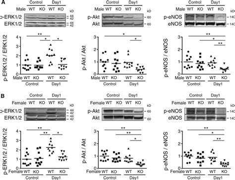 Androgen Receptor Promotes Sex Independent Angiogenesis In Response To