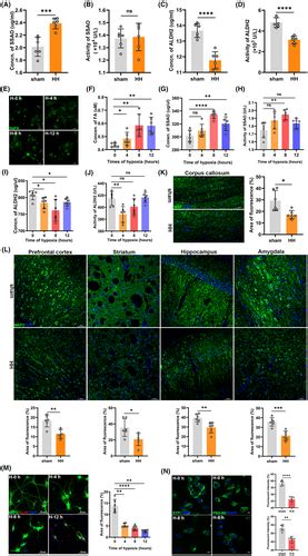 Acute Highaltitude Hypoxia Exposure Causes Neurological Deficits Via