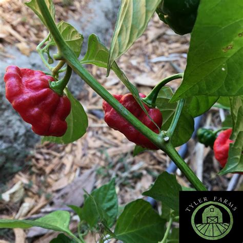 Red Scotch Bonnet Foodarama Pepper Live Plant Tyler Farms