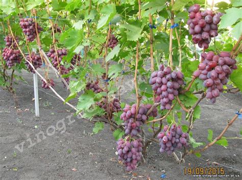 Виноградник Саврана - Подарок Ирине