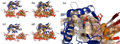 The Apo And Holo Forms Of The Hsp70 Nbd In All Panels Lobe I Is Blue Download Scientific