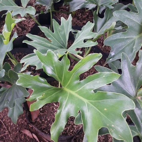 Jual 0PROMO Tanaman Hias Philodendron Selloum Tanaman Indoor