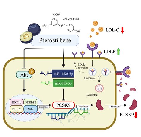 Antioxidants Free Full Text Pterostilbene Increases LDL Metabolism