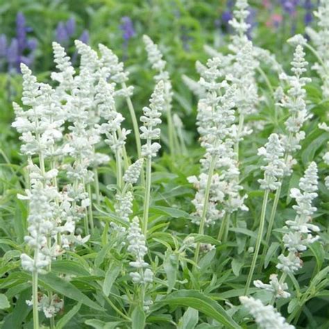 Victoria Blue Salvia Seeds Etsy