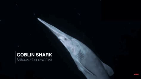 Goblin Sharks Secrets Of The Depths Most Bizarre Predators