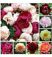 Amazon 10000 Mixed Portulaca Moss Rose Seeds For Planting Outdoor