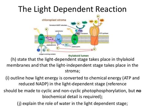 Light Dependent Reaction Photosynthesis