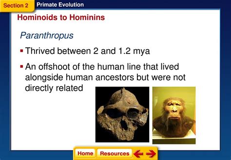 Primate Evolution Section Primates Section Hominoids To Hominins